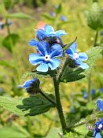 Pentaglottis sempervirens (fam Boraginacees) (3) (Photo F. Mrugala)